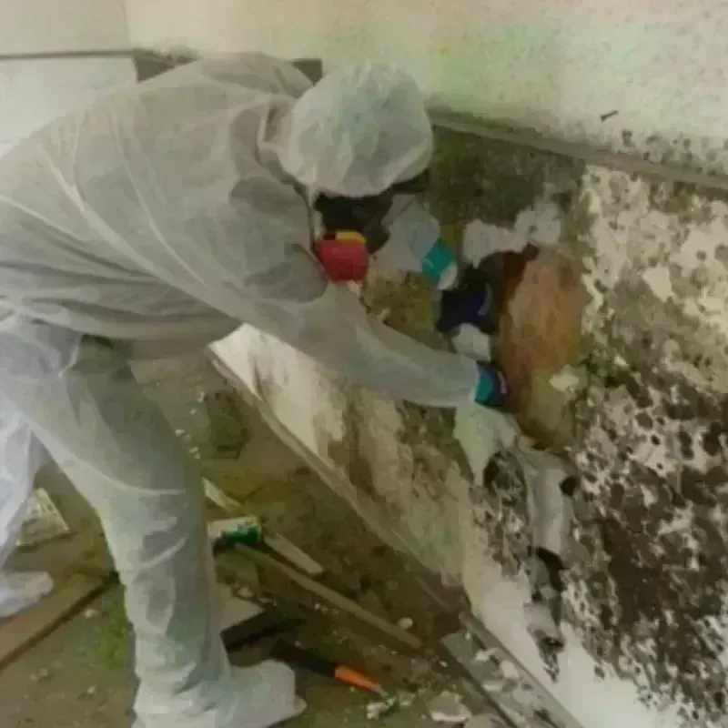 Mold Remediation and Removal in Gosnell, AR